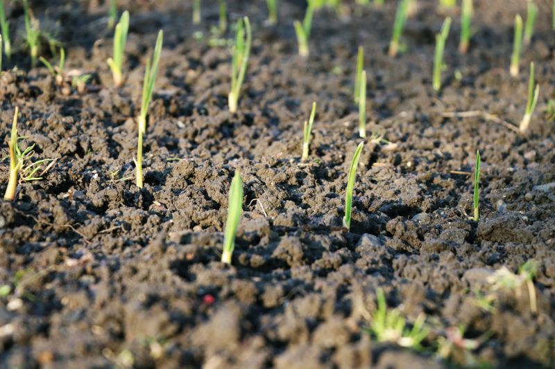 Spring Vegetation Growth