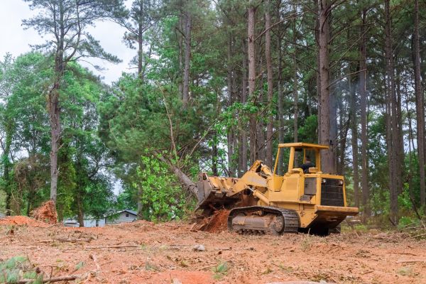 Trees Clearing in Fenton