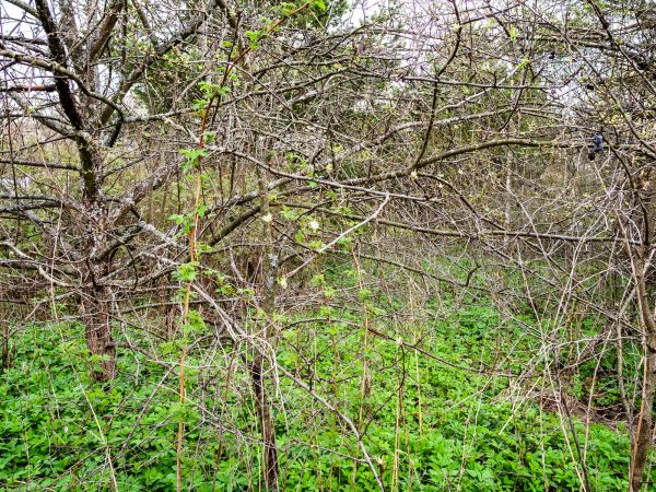 Underbrush Clearing in Fenton