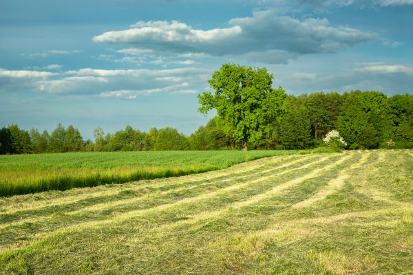 Cost of Vegetation Removal in Fenton
