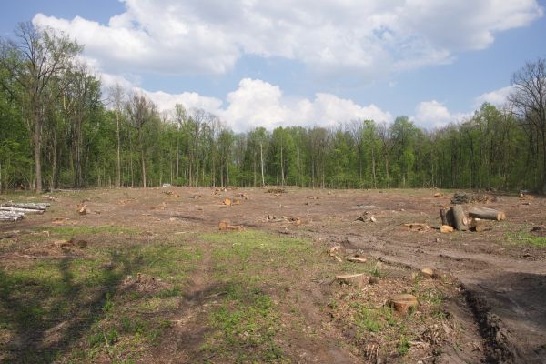 Cost of Pasture Clearing in Fenton