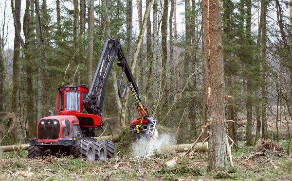 Cost of Forest Clearance Service in Fenton