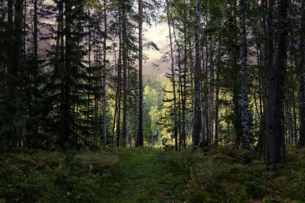 Cost of Pine Tree Clearing in Fenton