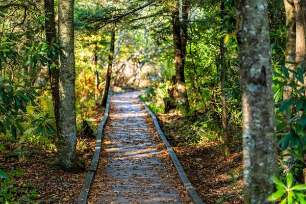 Cost of Trail Clearing in Fenton